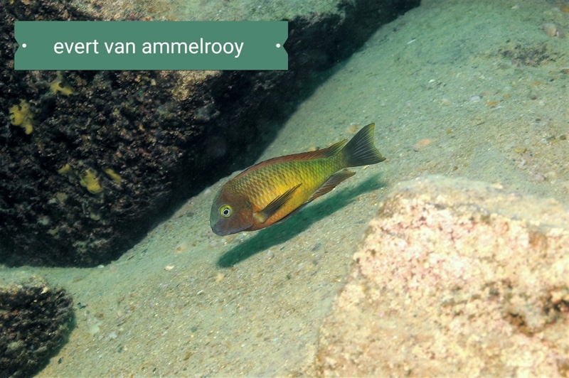 Tropheus Ilangi 'Ilangi'